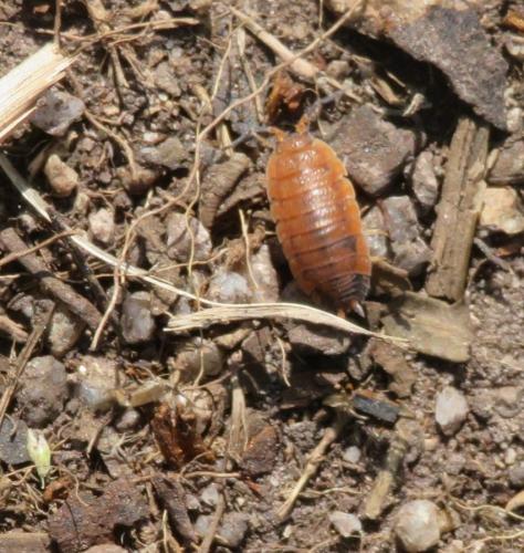 Porcellio scaber